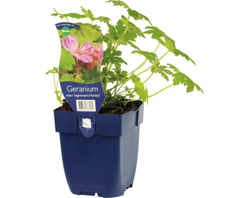 Balkan-Storchschnabel FloraSelf Geranium macrorrhizum 'Ingwersen's Variety' H 10-40 cm Co 0,5 L Geranie im Topf