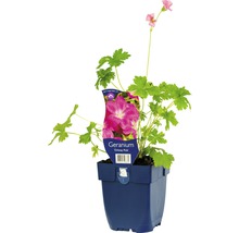 Geranie Orkney Pink in einem Topf