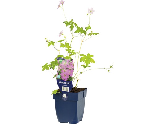 Storchschnabel FloraSelf Geranium versicolor H 5-20 cm Co 0,5 L