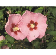 Nahaufnahme von zwei rosafarbenen Hibiskusblüten mit Insekten