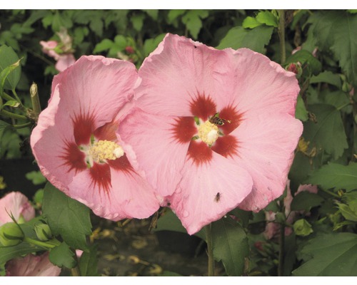 Nahaufnahme von zwei rosafarbenen Hibiskusblüten mit Insekten