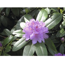 Blühender Rhododendron mit Blättern