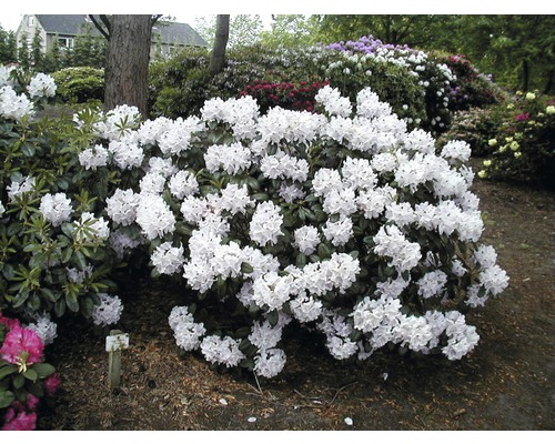 Zierstrauch Rhododendron/Alpenrose 'Cunningham´s White' 40/50 cm, im Topf