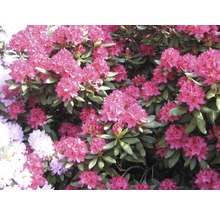 Nahaufnahme eines Rhododendronstrauchs mit Blüten