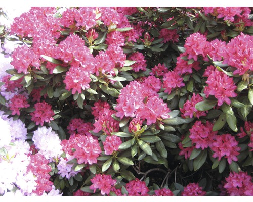 Nahaufnahme eines Rhododendronstrauchs mit Blüten