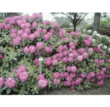 Blühender Rhododendron im Garten