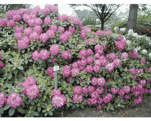 Blühender Rhododendron im Garten