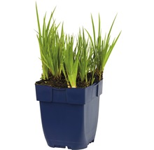 Wasseriris im Topf