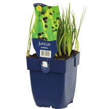 Juncus ensifolius im Topf