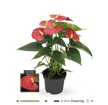 Anthurie im Topf mit dem Symbol Dauerblüher