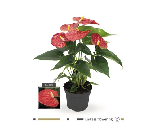 Anthurie im Topf mit dem Symbol Dauerblüher