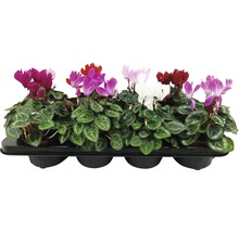 Cyclamen im Anzucht-Tray mit verschiedenfarbigen Blüten
