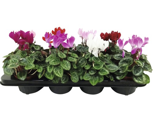 Cyclamen im Anzucht-Tray mit verschiedenfarbigen Blüten