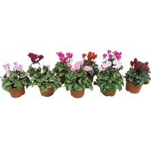 Verschiedenfarbige Alpenveilchen in Töpfen