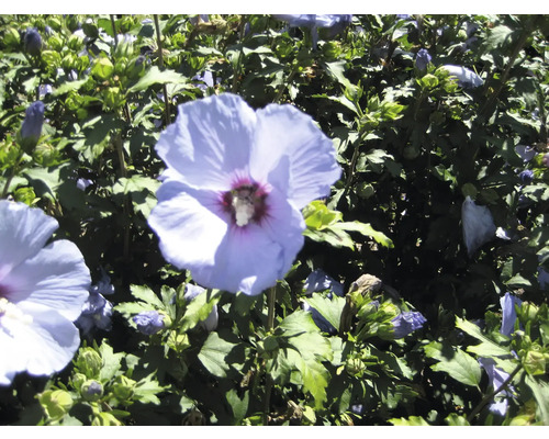 Sträucher-Set Vorgarten-Laub 1 x Hibiscus 'Blue Bird' & 2 x Fingerstrauch 'Kobold' 30/60 cm, 3 Stk