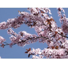 Blühender Baum mit Blüten vor blauem Himmel