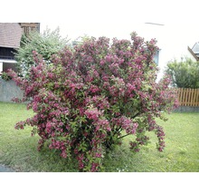 Blühender Zierstrauch im Garten