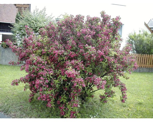 Blühender Zierstrauch im Garten