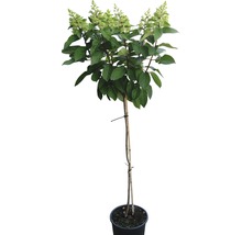 Rispenhortensie auf Stamm im Topf