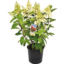 Rispenhortensie in einem Topf