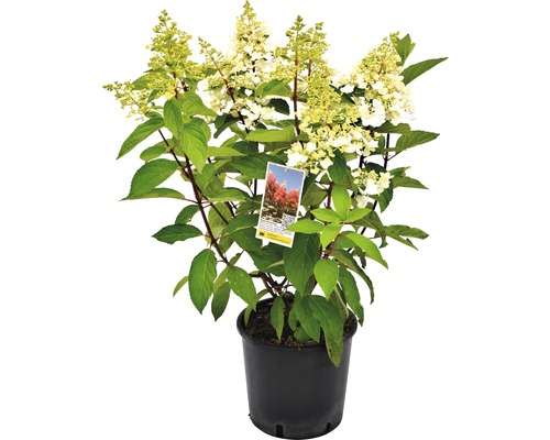 Rispenhortensie in einem Topf