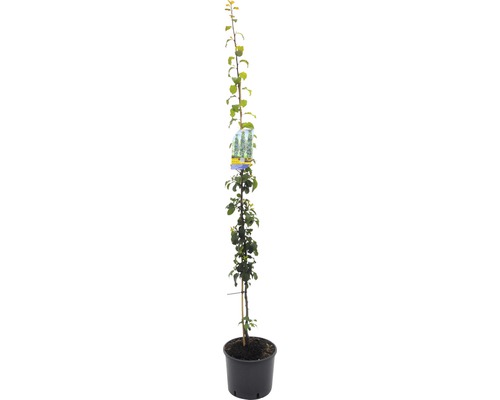 Bio Säulen-Zwetschge FloraSelf Bio Prunus domestica 'Anja' H 130-150 cm Co 10 L Selbstbefruchter
