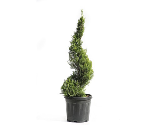 Gelbe Leyland-Zypresse Spirale FloraSelf Cupressocyparis leylandii 'Castlewellan Gold' H 60-80 cm Co 10 L