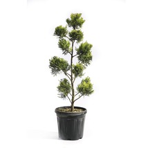Gelbe Leyland-Zypresse PonPon FloraSelf Cupressocyparis leylandii 'Gold Rider' H 80-100 cm Co 10 L
