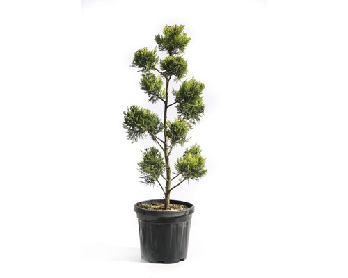 Gelbe Leyland-Zypresse PonPon FloraSelf Cupressocyparis leylandii 'Gold Rider' H 80-100 cm Co 10 L