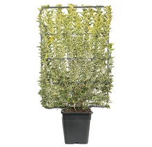 Im Topf gezogene Euonymus japonicus Kletterpflanze mit Rankgitter