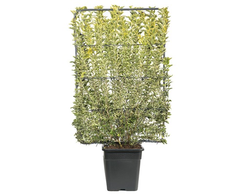 Im Topf gezogene Euonymus japonicus Kletterpflanze mit Rankgitter