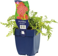 Achillea millefolium Paprika Pflanze im Topf