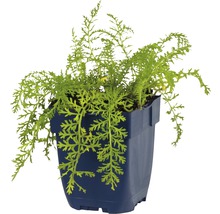 Goldmohn in einem blauen Topf