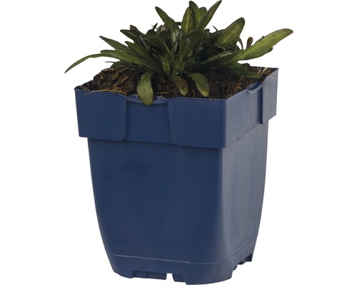 Blumentopf aus Kunststoff mit Pflanze