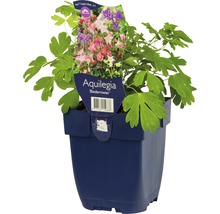 Akeleien Biedermeier im Topf