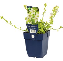 Glockenblume in einem Topf