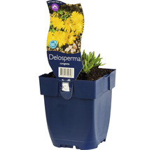 Mittagsblume FloraSelf Delosperma congesta 'Golden Nugget' H 5-10 cm Co 0,5 L