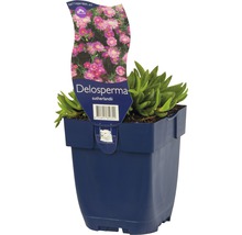 Delosperma sutherlandii Pflanze im Topf