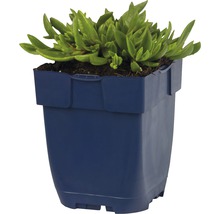 Mittagsblumengewächs in einem Pflanzgefäß
