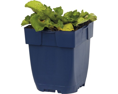 Blauer Pflanzkasten mit Salatpflanzen