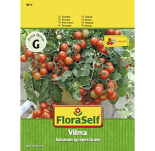 FloraSelf Vilma Tomate, Solanum lycopersicum