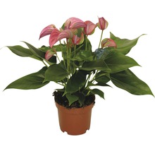 Anthurie im Topf mit rosa Blüte