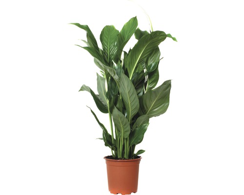 Einblatt FloraSelf Spathiphyllum wallisii 'Sweet Silvio' H 70-80 cm Ø 17 cm Topf