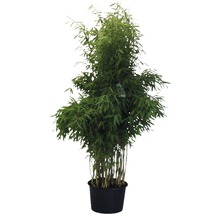 Bambuspflanze im Topf