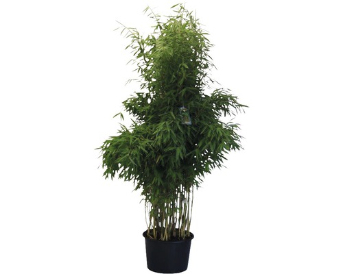 Bambuspflanze im Topf