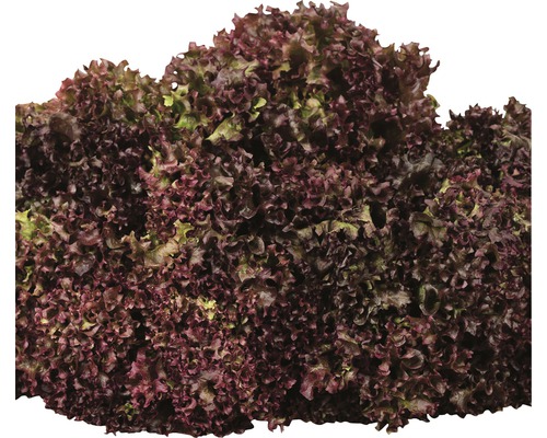 Kopf Salat Lollo Rosso
