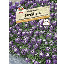 Samenpackung Steinkraut Königsteppich