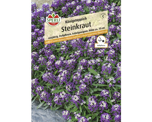 Steinkraut 'Königsteppich' Blumensamen