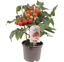 Roter Kirschtomaten-Setzling im Topf mit Pflanzenetikett und Stützstäben