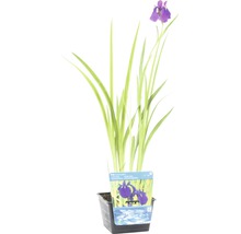 Iris im Topf